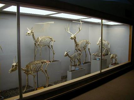 Cloven hoof animal skeletons<br>Location: <a href="https://www.google.com/maps/search/?api=1&query=38.89096,-77.02601" target="_new">Smithsonian National Museum of Natural History</a>